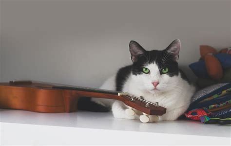 What Kind of Music Do Cats Like: A Feline-centric Exploration of Melodic Preferences